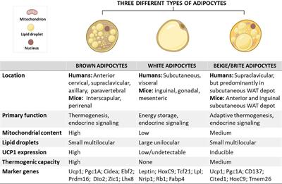 An insight into brown/beige adipose tissue whitening, a metabolic complication of obesity with the multifactorial origin